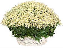 Цветочная композиция из Ромашки в корзине #REPLACE_PRED# Верхнем Икорце